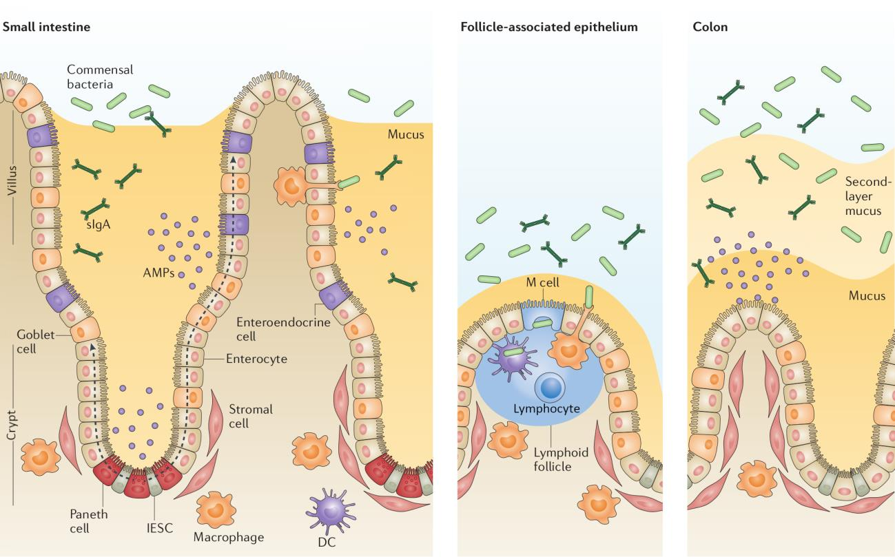 The intestinal epithelial barrier. Graphic showing the small intestine with different cells types and the bacteria close to the intestinal epithelial. Adapted with permission from Mayorgas' 2021 thesis.