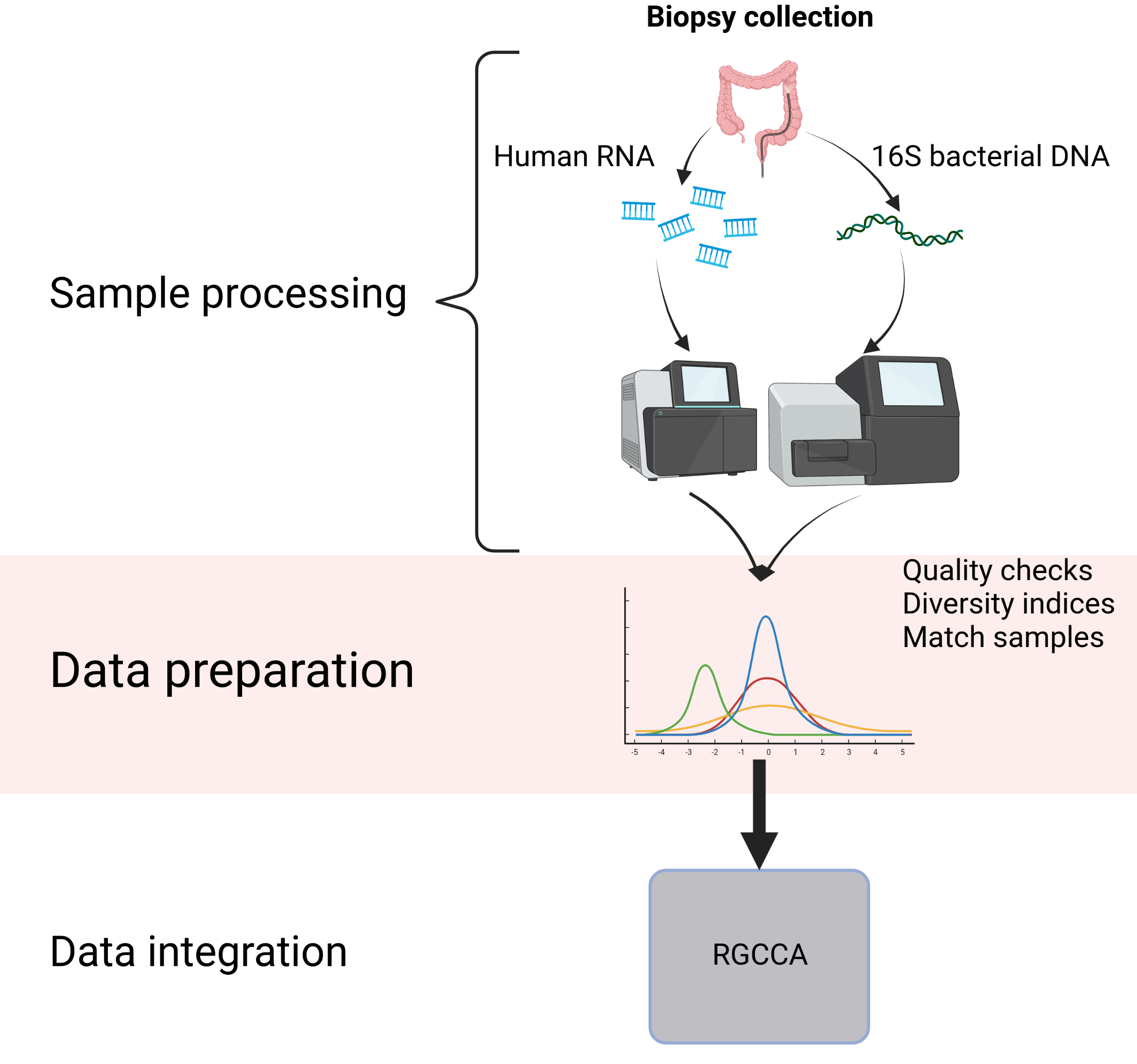 Workflow of the main analysis process of the thesis. It shows the biopsy collection, extraction of genetic and transcriptomic material, sequencing and analysis. Created with BioRender.com